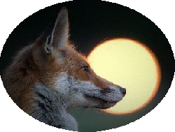 imageedit_4_6921226613